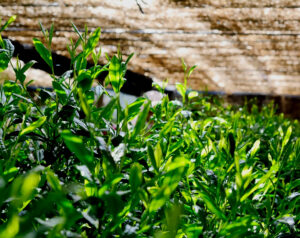 Fresh Green Season in Japan