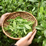 NEW SEASONAL CYCLE OF JAPANESE TEA