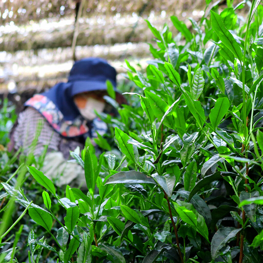 🌱Welcome the New Tea Season with the Finest Japanese Tea🍵 - Yamasan Co ...